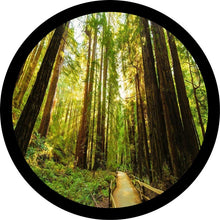 Redwoods National Forest Spare Tire Cover